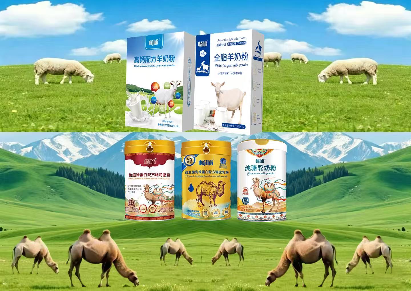 新疆駝奶粉廠家自有牧場